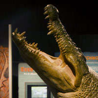 NEW CROCODILE EXHIBITION OPENS AT COSI